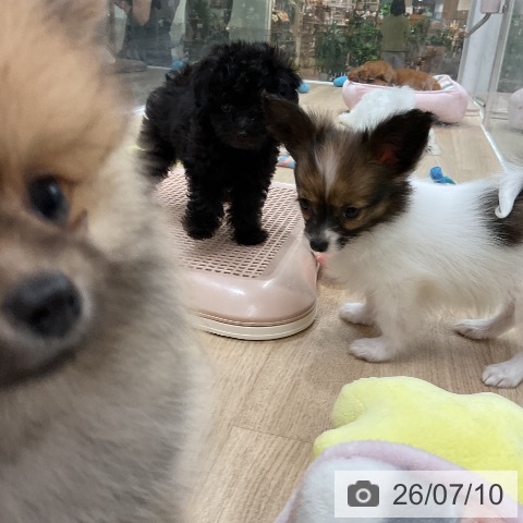 パピヨンの写真