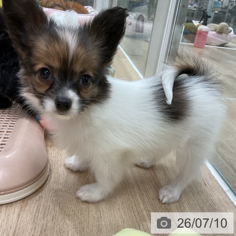 パピヨンの写真