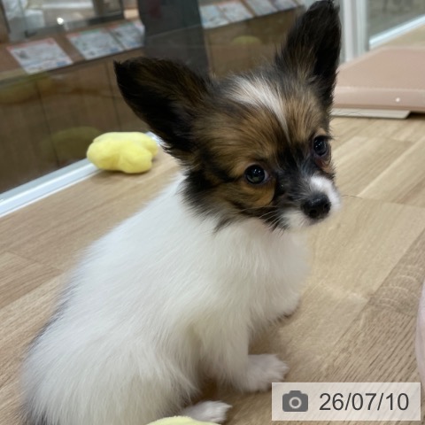 パピヨンの写真