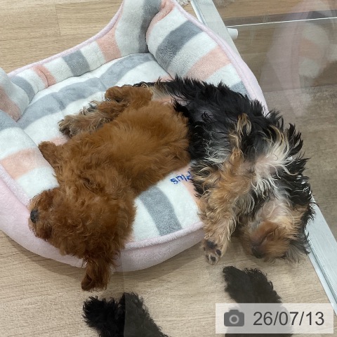 福岡県のトイプードル(トイ) (ペットプラス 八幡東店/2026年4月30日生まれ/男の子/レッド)の子犬の4枚目の画像