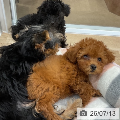 福岡県のトイプードル(トイ) (ペットプラス 八幡東店/2026年4月30日生まれ/男の子/レッド)の子犬の3枚目の画像