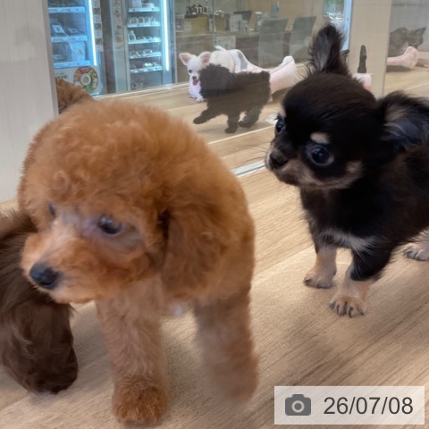 福岡県のトイプードル(トイ) (ペットプラス ららぽーと福岡店/2026年4月30日生まれ/男の子/アプリコット)の子犬の3枚目の画像