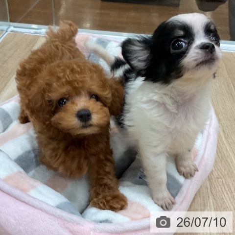 福岡県のトイプードル(トイ) (ペットプラス 八幡東店/2026年4月30日生まれ/女の子/アプリコット)の子犬の4枚目の画像