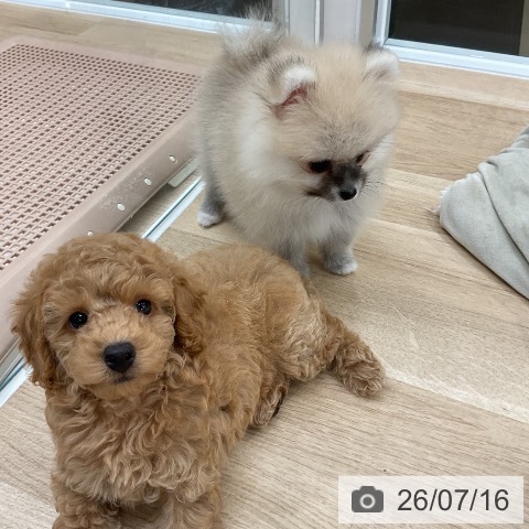 福岡県のトイプードル(トイ) (ペットプラス 八幡東店/2026年5月8日生まれ/男の子/アプリコット)の子犬の3枚目の画像