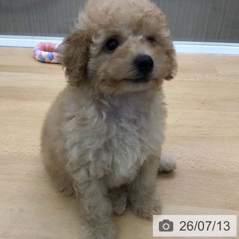 福岡県のトイプードル(トイ) (ペットプラス 福岡店/2026年5月8日生まれ/男の子/アプリコット)の子犬の4枚目の画像