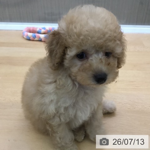 福岡県のトイプードル(トイ) (ペットプラス 福岡店/2026年5月8日生まれ/男の子/アプリコット)の子犬の3枚目の画像