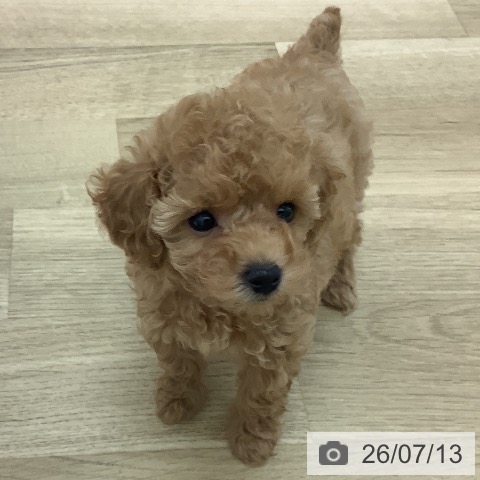 宮崎県のトイプードル(トイ) (ペットプラス 宮崎店/2026年5月8日生まれ/女の子/アプリコット)の子犬の4枚目の画像
