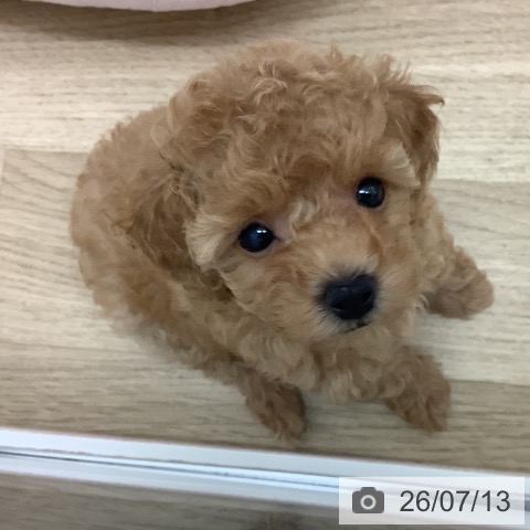 宮崎県のトイプードル(トイ) (ペットプラス 宮崎店/2026年5月8日生まれ/女の子/アプリコット)の子犬の3枚目の画像