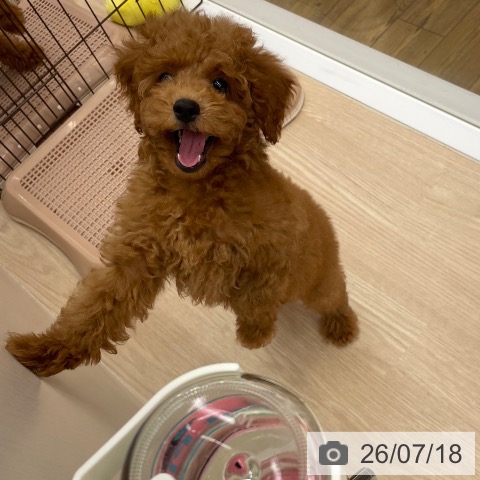 沖縄県のトイプードル(トイ) (ペットプラス 南風原店/2026年5月1日生まれ/男の子/レッドフォーン)の子犬の4枚目の画像
