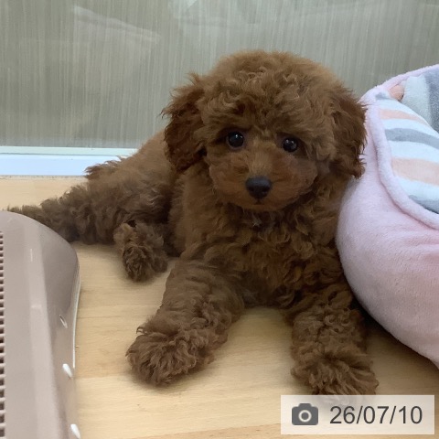 福岡県のトイプードル(トイ) (ペットプラス 福岡店/2026年5月8日生まれ/女の子/レッドフォーン)の子犬の4枚目の画像