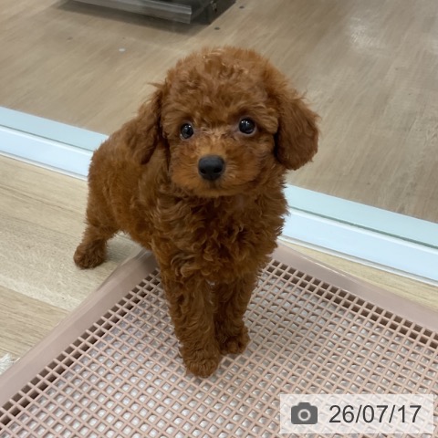 福岡県のトイプードル(トイ) (ペットプラス 香椎浜店/2026年5月1日生まれ/男の子/レッド)の子犬の4枚目の画像