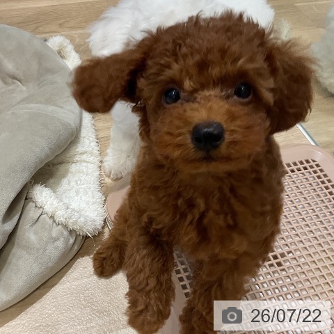 福岡県のトイプードル(トイ) (ペットプラス 香椎浜店/2026年5月1日生まれ/男の子/レッド)の子犬の3枚目の画像