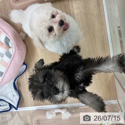 ミニチュア・シュナウザーの写真