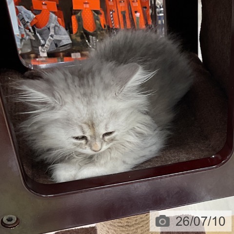 ペルシャの写真