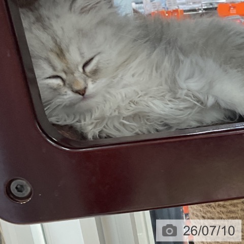ペルシャの写真