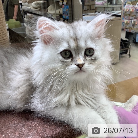 福岡県のペルシャ (ペットプラス 福岡店/2026年5月9日生まれ/男の子/チンチラシルバー)の子猫の4枚目の画像