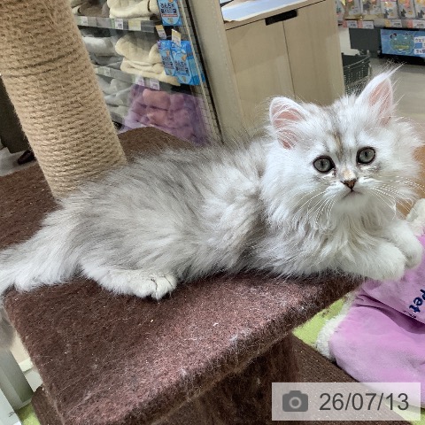 福岡県のペルシャ (ペットプラス 福岡店/2026年5月9日生まれ/男の子/チンチラシルバー)の子猫の3枚目の画像