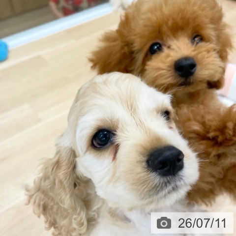 福岡県のアメリカンコッカースパニエル (ペットプラス 八幡東店/2026年5月5日生まれ/男の子/バフ)の子犬の3枚目の画像
