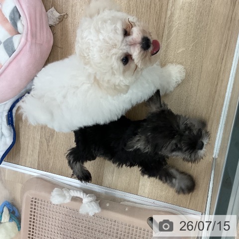 ビション・フリーゼの写真