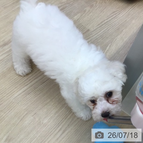 沖縄県のビションフリーゼ (ペットプラス 沖縄ライカム店/2026年5月9日生まれ/女の子/ホワイト)の子犬の4枚目の画像