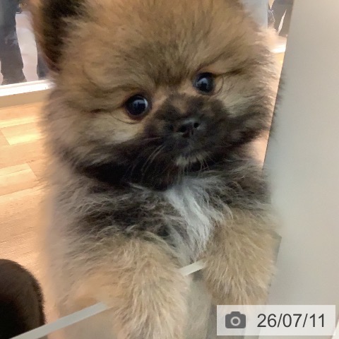 ポメラニアンの写真