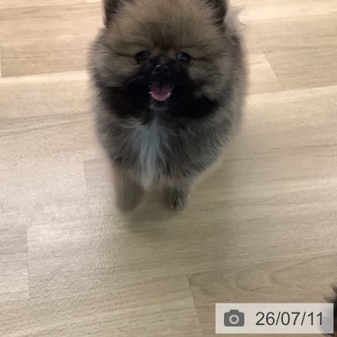 ポメラニアンの写真