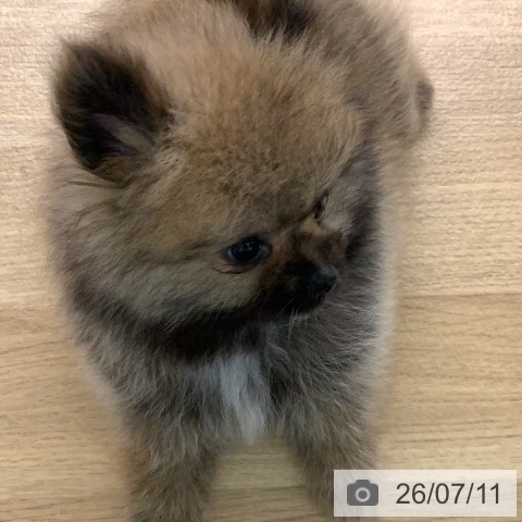 ポメラニアンの写真