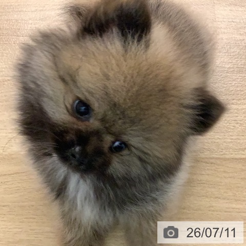 ポメラニアンの写真