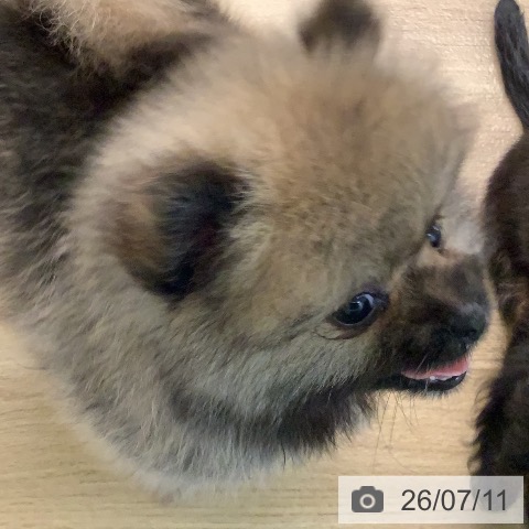 ポメラニアンの写真