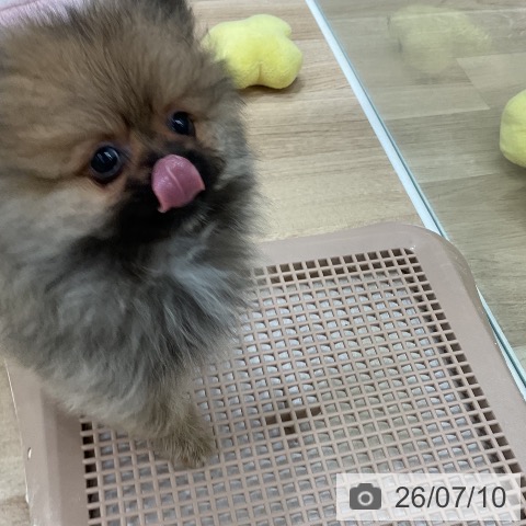 福岡県のポメラニアン (ペットプラス 春日店/2026年5月7日生まれ/女の子/オレンジセーブル)の子犬の4枚目の画像