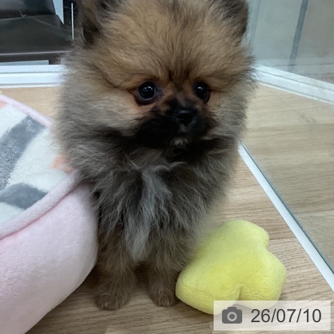 福岡県のポメラニアン (ペットプラス 春日店/2026年5月7日生まれ/女の子/オレンジセーブル)の子犬の3枚目の画像