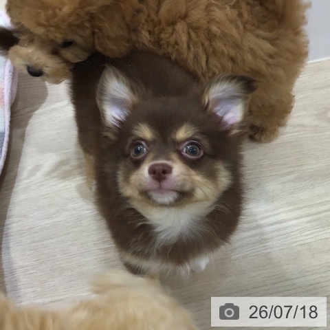 沖縄県のチワワ(ロング) (ペットプラス 沖縄ライカム店/2026年5月7日生まれ/男の子/チョコレートタンホワイト)の子犬の3枚目の画像