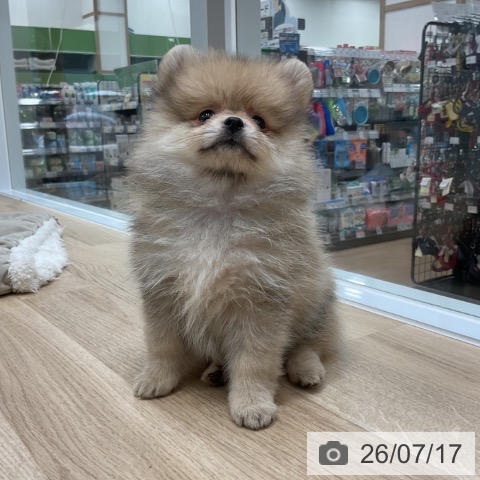 福岡県のポメラニアン (ペットプラス 香椎浜店/2026年5月13日生まれ/女の子/オレンジセーブル)の子犬の4枚目の画像