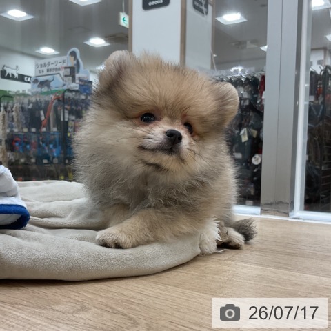 福岡県のポメラニアン (ペットプラス 香椎浜店/2026年5月13日生まれ/女の子/オレンジセーブル)の子犬の3枚目の画像
