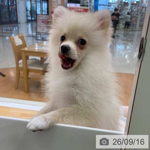 ポメラニアンの写真