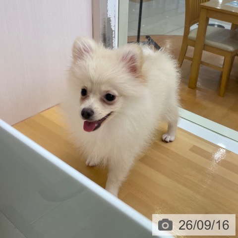 ポメラニアンの写真