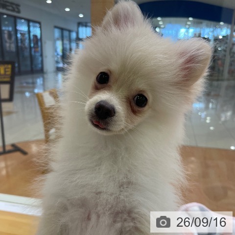 ポメラニアンの写真