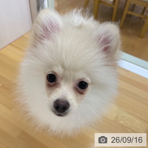 ポメラニアンの写真