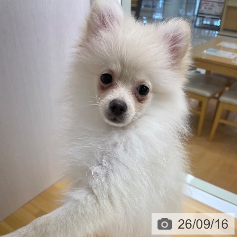 ポメラニアンの写真