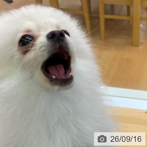 ポメラニアンの写真