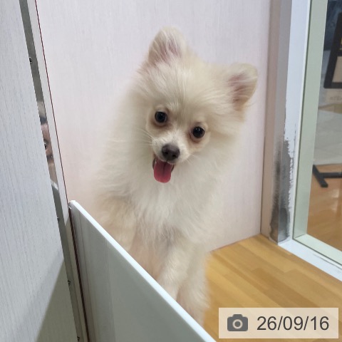 ポメラニアンの写真