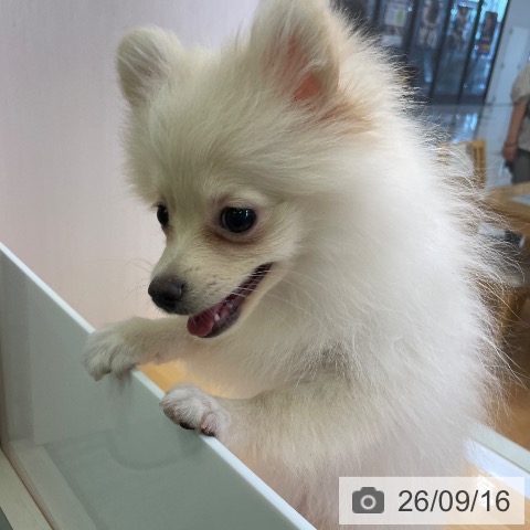 ポメラニアンの写真