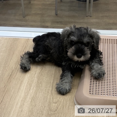 ミニチュア・シュナウザーの写真