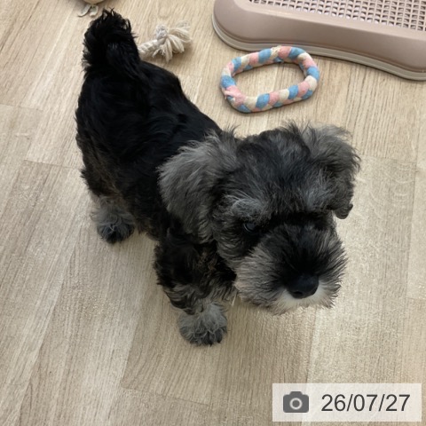 ミニチュア・シュナウザーの写真