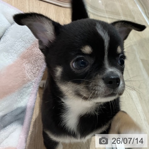 千葉県のチワワ(ロング) (ペットプラス 木更津店/2026年5月13日生まれ/女の子/ブラックタンホワイト)の子犬の4枚目の画像