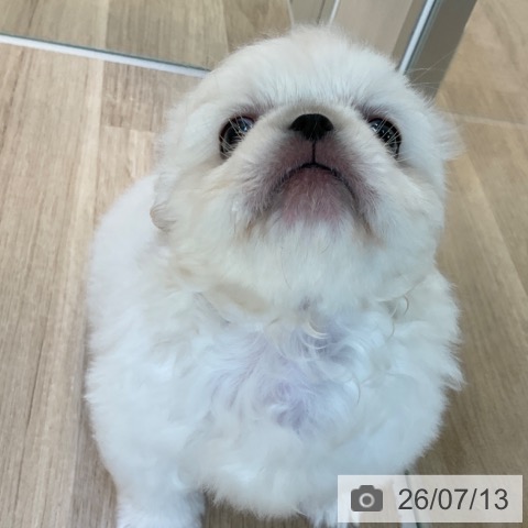ペキニーズの写真