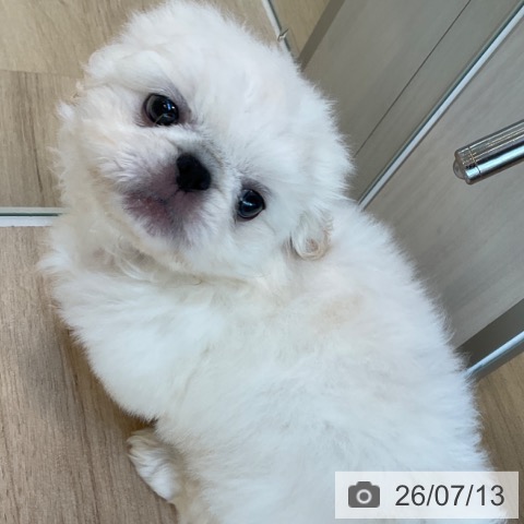 ペキニーズの写真