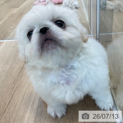 ペキニーズの写真