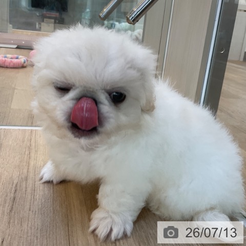 ペキニーズの写真