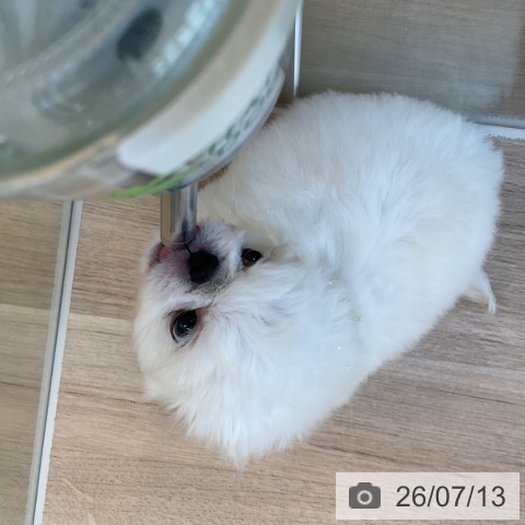 ペキニーズの写真